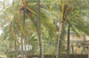 Rain causes wide distruction in DK and Udupi districts